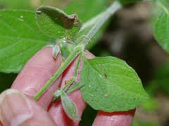 Ruellia occidentalis