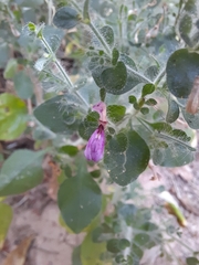 Brillantaisia pubescens