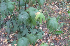 Ligularia przewalskii
