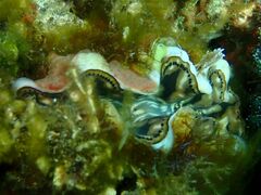 Tridacna maxima