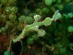 Solenostomus halimeda