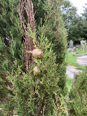 Cupressus