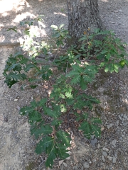 Quercus petraea