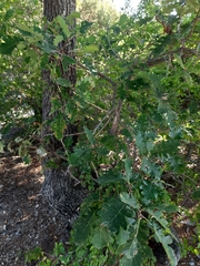 Quercus petraea