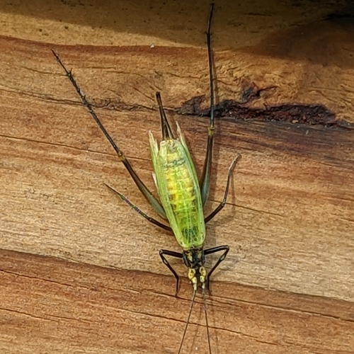Black-horned Tree Cricket photo 3