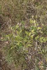 Clematis recta