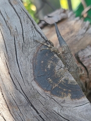 Sceloporus grammicus