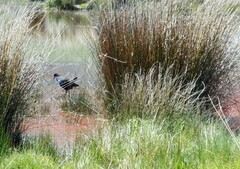 Porphyrio melanotus melanotus