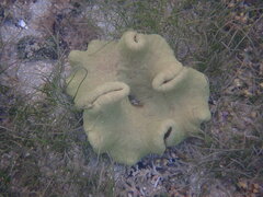 Stichodactyla