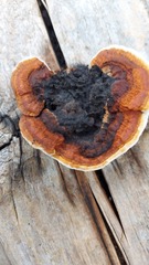 Gloeophyllum sepiarium