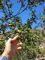 Quercus × acutidens