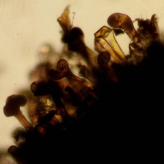 Eriophyes aceris