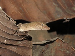 Anolis osa