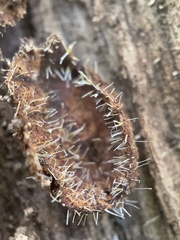 Polycephalomyces tomentosus