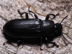 Menephilus cylindricus