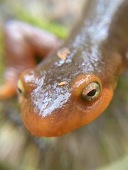 Taricha sierrae