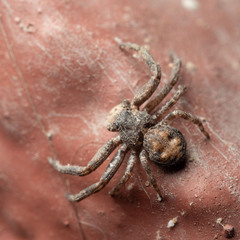 Bassaniana