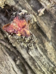 Polycephalomyces tomentosus