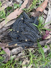 Perga affinis