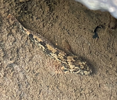 Cottus