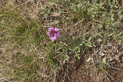 Thymus odoratissimus