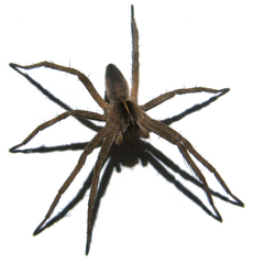 Pisaura