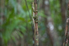 Enyalius catenatus