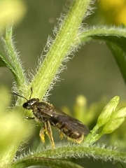 Lasioglossum pilosum