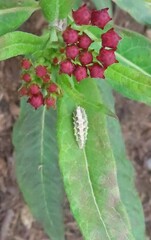 Syrphini