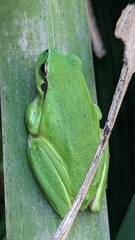 Hyla meridionalis
