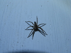 Pisaura