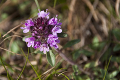 Thymus odoratissimus