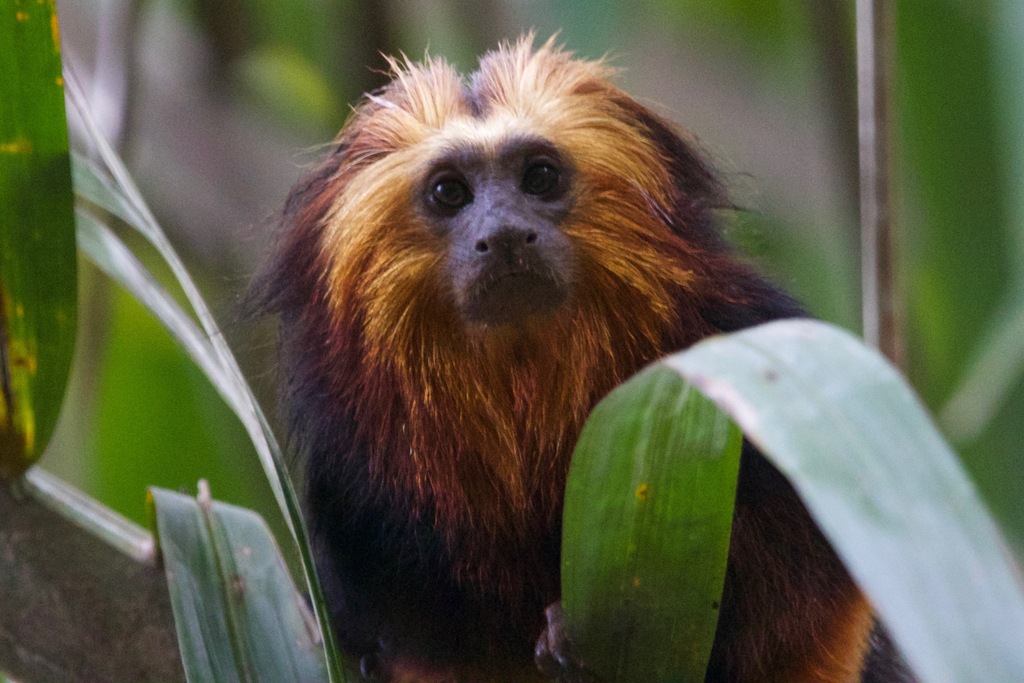 Golden-Headed Lion Tamarin