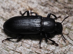 Menephilus cylindricus