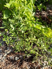 Chrysojasminum fruticans