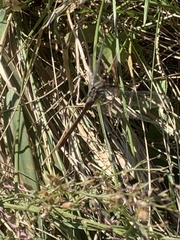 Pachydiplax longipennis