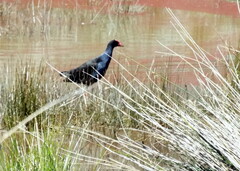 Porphyrio melanotus melanotus
