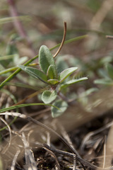 Thymus odoratissimus