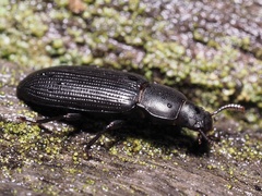Menephilus cylindricus