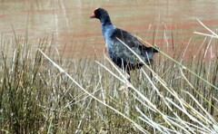 Porphyrio melanotus melanotus
