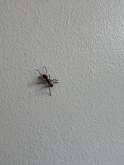 Acromyrmex octospinosus