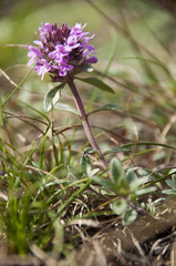 Thymus odoratissimus