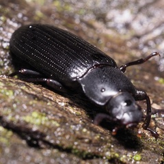 Menephilus cylindricus