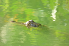 Caiman crocodilus fuscus