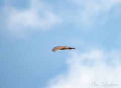 Rupornis magnirostris