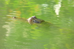 Caiman crocodilus fuscus
