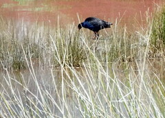 Porphyrio melanotus melanotus