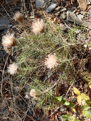 Ptilostemon echinocephalus