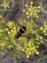 Dasysyrphus tricinctus