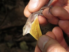 Anolis osa